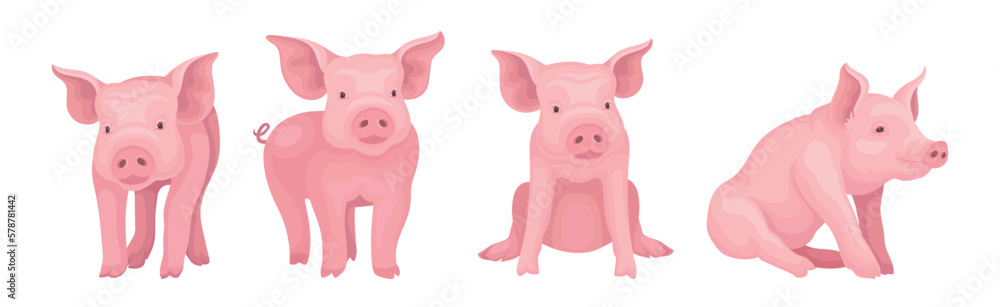 Poster funny pink pig with snout in different pose vector set