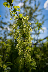 Fototapeta premium Currant flower in the garden near the house