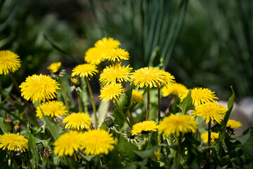 Dandelion grows in a wild field