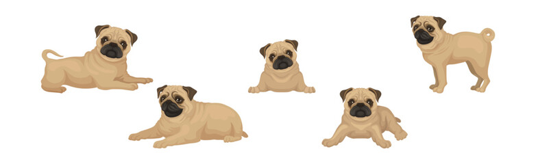 Pug Dog Puppy with Beige Coat and Wrinkled Muzzle in Different Poses Vector Set