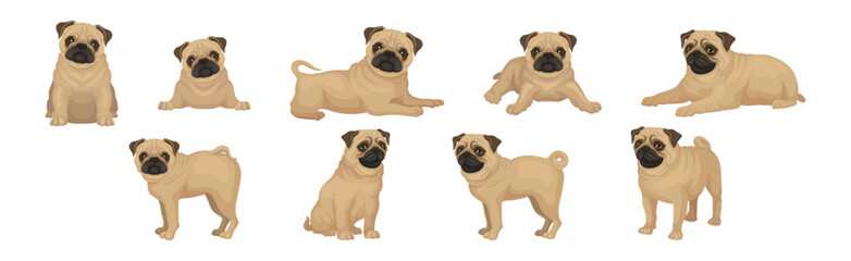 Pug Dog Puppy with Beige Coat and Wrinkled Muzzle in Different Poses Vector Set