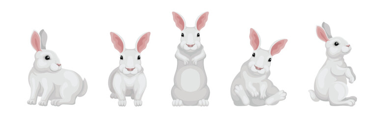 Rabbit with Long Ears and White Coat in Different Pose Vector Set