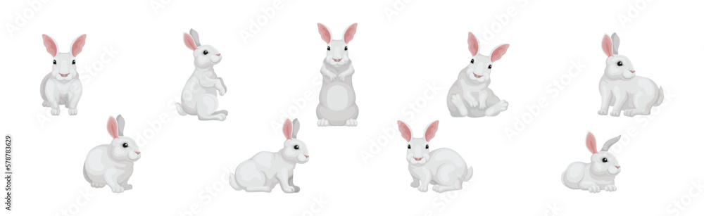 Poster rabbit with long ears and white coat in different pose vector set