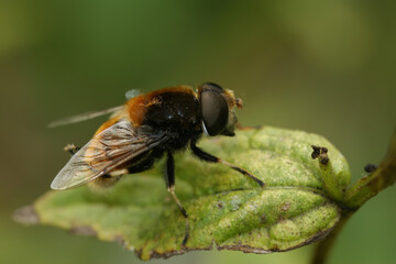 Closeup on a furry dronefly, Eristalis intricaria sitting on a green leaf in the field