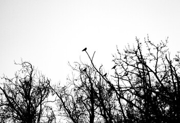 silhouette of a tree in sunset