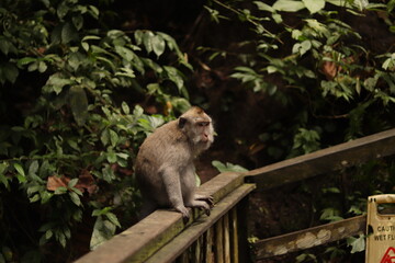 Monkey in green forest cliffs Bali