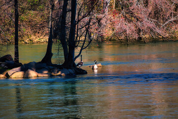 Canadian geese swimming in the Catawba river near Rock Hill, SC, USA.