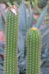 cactus in the garden