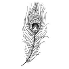 Peacock feather vintage vector sketch illustration.