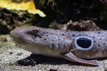 Epaulette shark in detail under water.