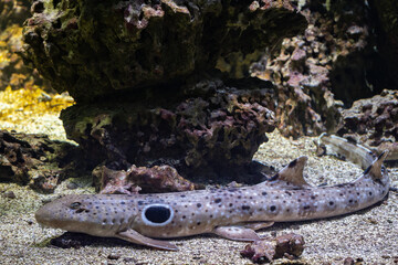 Epaulette shark in detail under water. - obrazy, fototapety, plakaty