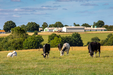 Bâtiment agricole et vaches laitières au milieu de la nature, campagne de France et paysage...