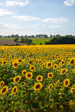 Fleur de tournesol jaune dans les champ au milieu de la campagne en France.