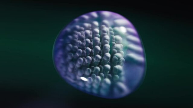 abstract strange form that resembles an embryo, with eggs or balls inside the bladder