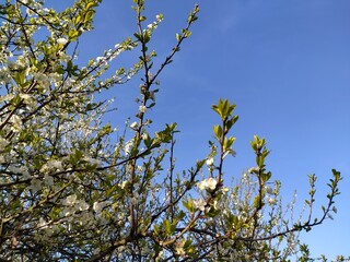 Branch of flowering plum in early spring on cloudless blue sky background 