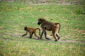 Cape aka chacma baboon mother with her baby in a national park in Zimbabwe