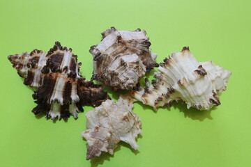 Striped sea shells. Sea shells on a green background.