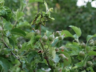 Unripe apples on the branches of an apple tree in the garden