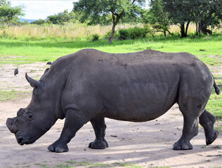 Obraz premium A white rhino with trimmed horns in a wildlife sanctuary in Zimbabwe