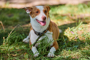 Jack Russell terrier dog lying on green lawn under warm sunlight, outdoor dog walking in public...