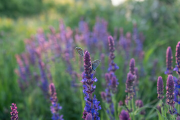 field of lavender with focus on butterflies on flowers