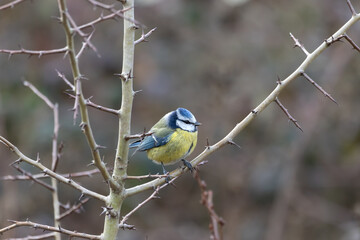 A cute Blue tit (Cyanistes caeruleus) perched on Hawthorn.