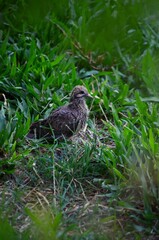 Obraz premium bird in the grass