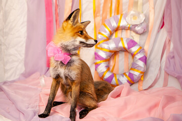 red fox on a pink background 
