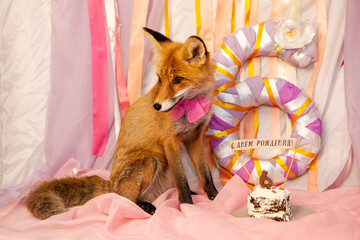 red fox with a cake 