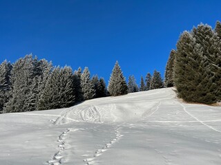 Picturesque canopies of alpine trees in a typical winter atmosphere after the winter snowfall above the tourist resorts of Valbella and Lenzerheide in the Swiss Alps - Canton of Grisons, Switzerland