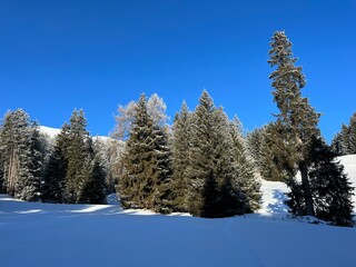 Picturesque canopies of alpine trees in a typical winter atmosphere after the winter snowfall above the tourist resorts of Valbella and Lenzerheide in the Swiss Alps - Canton of Grisons, Switzerland