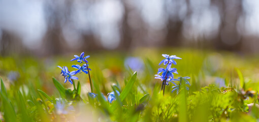forest glade with blue snwdrop flowers, beautiful natural spring background