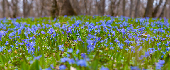 forest glade with blue snwdrop flowers, beautiful natural spring background