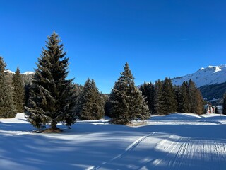 Picturesque canopies of alpine trees in a typical winter atmosphere after the winter snowfall above the tourist resorts of Valbella and Lenzerheide in the Swiss Alps - Canton of Grisons, Switzerland