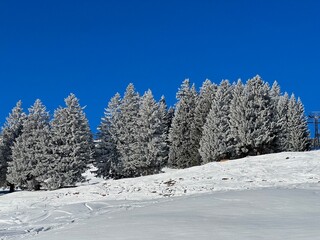 Picturesque canopies of alpine trees in a typical winter atmosphere after the winter snowfall above the tourist resorts of Valbella and Lenzerheide in the Swiss Alps - Canton of Grisons, Switzerland