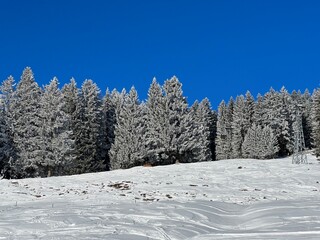 Picturesque canopies of alpine trees in a typical winter atmosphere after the winter snowfall above the tourist resorts of Valbella and Lenzerheide in the Swiss Alps - Canton of Grisons, Switzerland