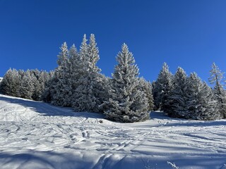 Picturesque canopies of alpine trees in a typical winter atmosphere after the winter snowfall above the tourist resorts of Valbella and Lenzerheide in the Swiss Alps - Canton of Grisons, Switzerland
