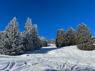 Picturesque canopies of alpine trees in a typical winter atmosphere after the winter snowfall above the tourist resorts of Valbella and Lenzerheide in the Swiss Alps - Canton of Grisons, Switzerland
