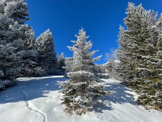 Picturesque canopies of alpine trees in a typical winter atmosphere after the winter snowfall above the tourist resorts of Valbella and Lenzerheide in the Swiss Alps - Canton of Grisons, Switzerland