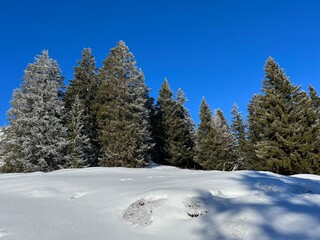 Picturesque canopies of alpine trees in a typical winter atmosphere after the winter snowfall above the tourist resorts of Valbella and Lenzerheide in the Swiss Alps - Canton of Grisons, Switzerland