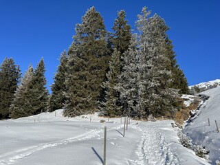 Picturesque canopies of alpine trees in a typical winter atmosphere after the winter snowfall above the tourist resorts of Valbella and Lenzerheide in the Swiss Alps - Canton of Grisons, Switzerland