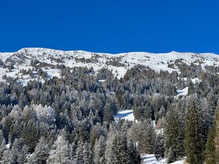 Picturesque canopies of alpine trees in a typical winter atmosphere after the winter snowfall above the tourist resorts of Valbella and Lenzerheide in the Swiss Alps - Canton of Grisons, Switzerland