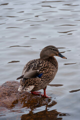 Duck on the stone
