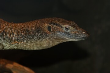 Closeup on the head of an endangered large Australian Merten's water monitor lizard , Varanus mertensi