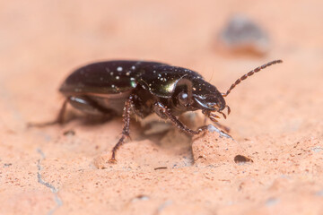 Ground beetle, Harpalus sp., walking on a concrete wall under the sun