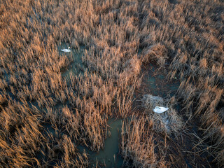 Swans seen in nature from the drone's eye