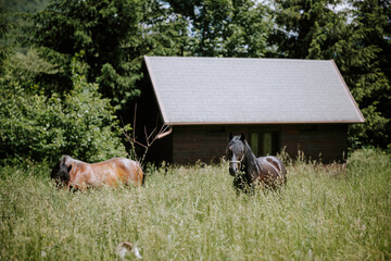 A herd of wild mustangs roam the grasslands, their majestic beauty a testament to the natural...