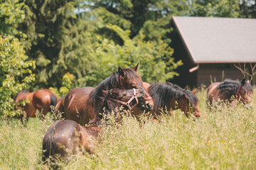 bond between horses and humans is celebrated in this heartwarming photo of a farmer and his trusty steed standing together in the farm yard. Hard work and dedication of loyal animals is a testament