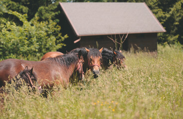 Quiet serenity of the farm yard is captured in this enchanting photo of horses grazing in the gentle sunshine. The simple beauty and natural tranquility of these magnificent animals and surroundings