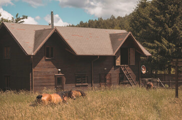 Fototapety na wymiar - Fototapeta24.pl